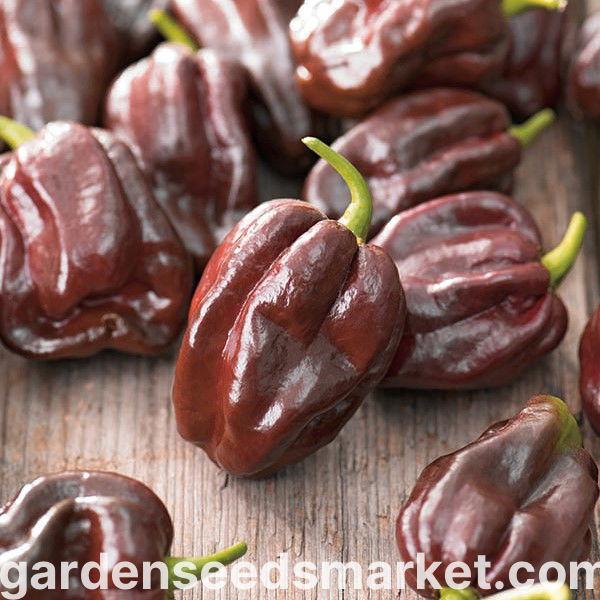 Daftar Habanero Bagus: Varietas Terbaik untuk Dicoba